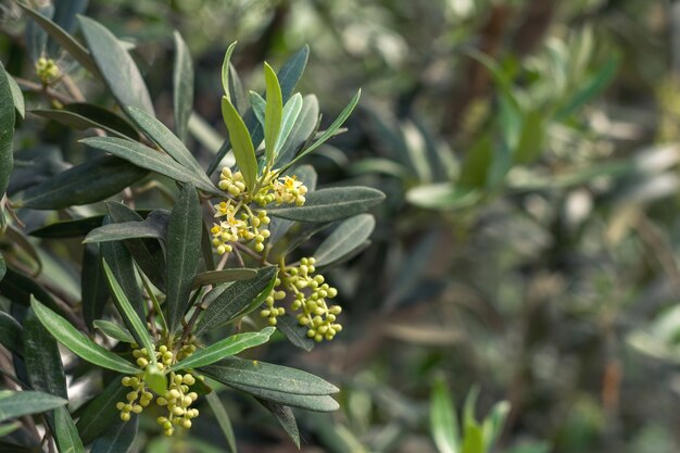 Blooming olive tree