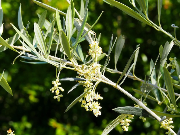 Blooming olive tree