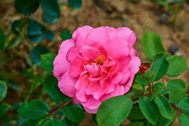 Blooming one large pink rose major on a branch with green leaves on a blurred background