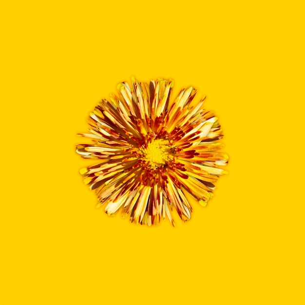 Photo blooming orange chrysanthemum on a yellow background beautiful floral element