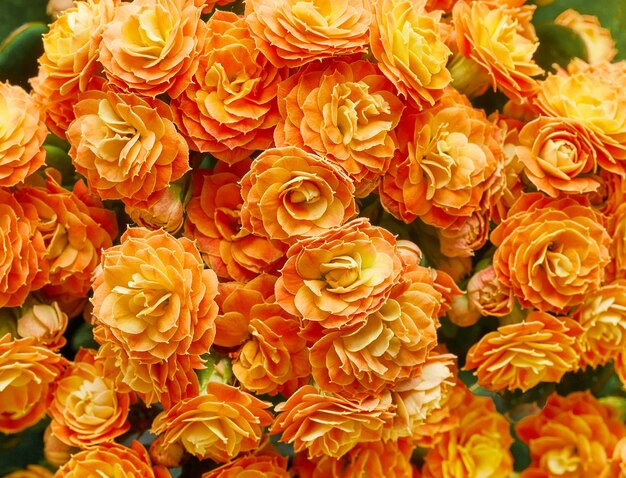 Blooming orange color flower background, top view