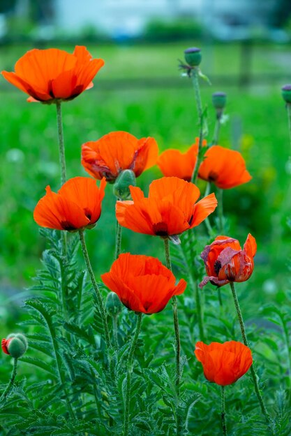 Blooming orange flower of oriental poppy on a green background macro photography on a summer day