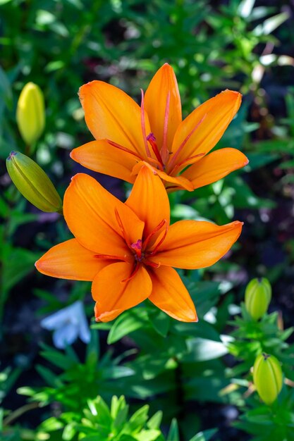 Blooming orange lilies on a green background on a summer sunny day macro photography