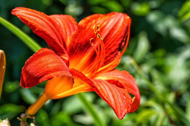 Blooming orange lily flower in a gardenclose up