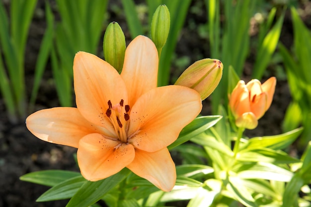 Blooming orange lily in the garden in summer