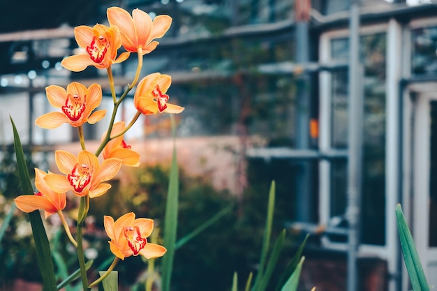 Blooming orange orchid in greenhouse