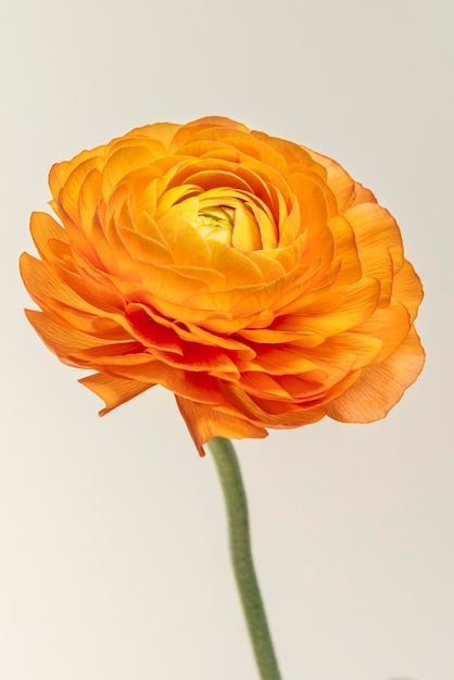 Blooming orange ranunculus flower