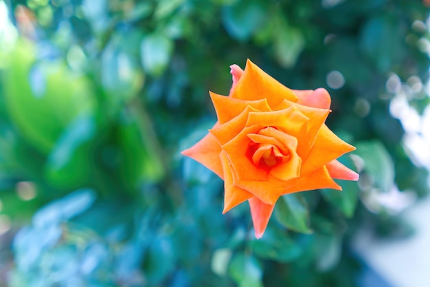 Rosa arancio in fiore che cresce al di fuori dell'immagine macro