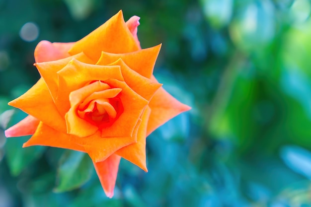 マクロ写真の外で成長している咲くオレンジ色のバラ