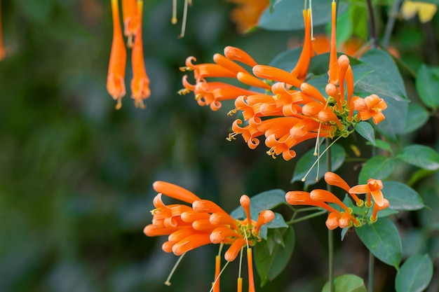 咲くオレンジのトランペットの花