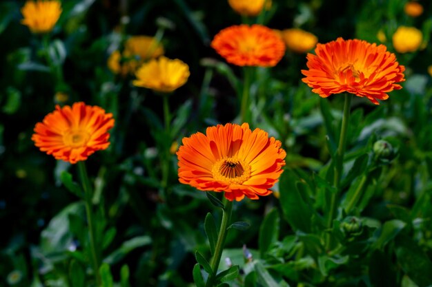 정원 자연 배경에 녹색 잎이 있는 필드 꽃 위에 오렌지색 노란색 국화 꽃을 피웁니다.