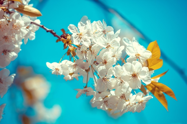 Blooming orchard Cherry tree branch with flowers on a spring sunny day