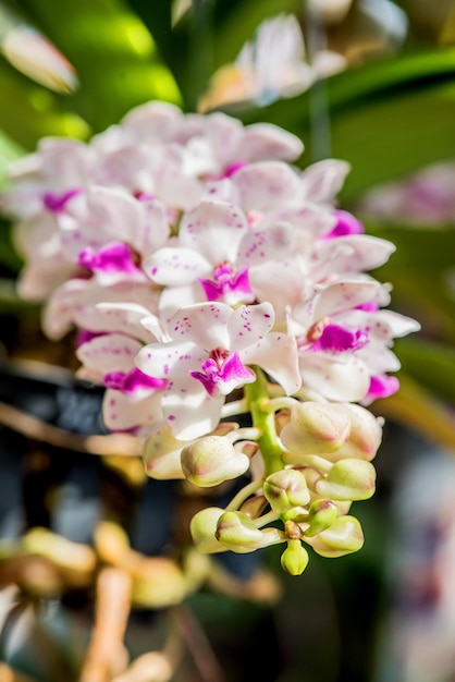 庭に咲く蘭の花