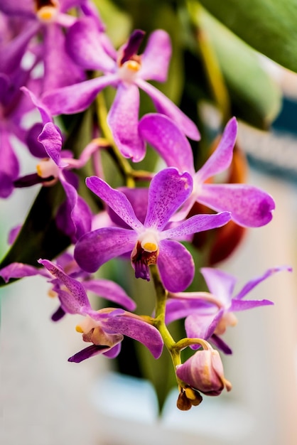 blooming orchid flower in the garden