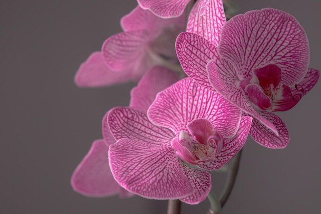 Blooming orchid Red flowers Delicate petals A nice gift What to give a girl I love you