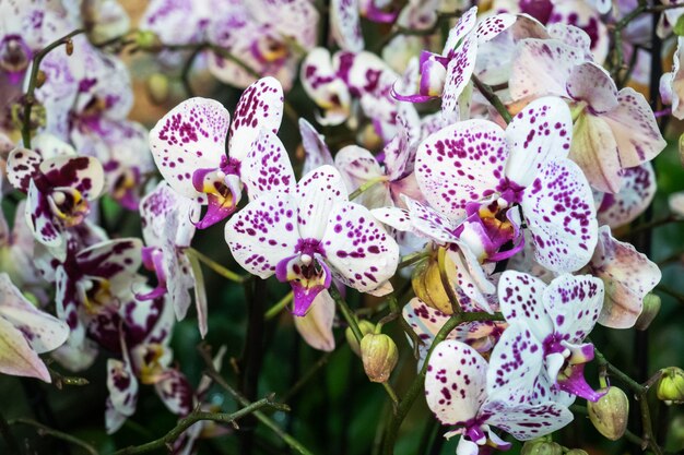 Blooming orchids in the greenhouse.