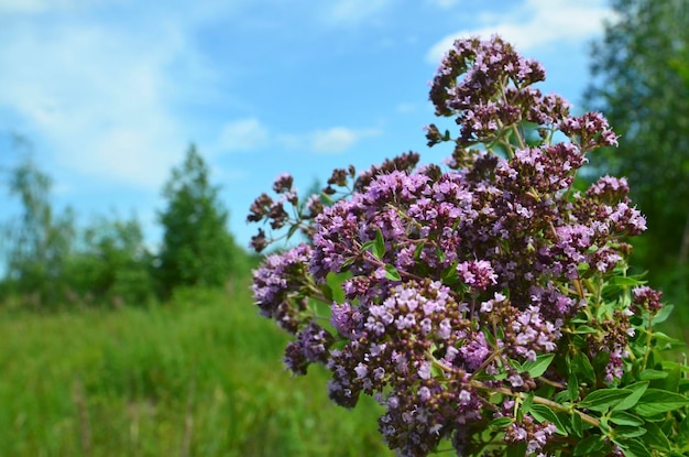 小さな紫色の花と咲くオレガノハーブOriganumvulgareまたは野生のマジョラム