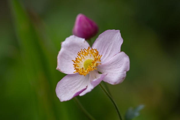 Blooming pale pink anemone flower macro photography in summer day Windflower closeup photo