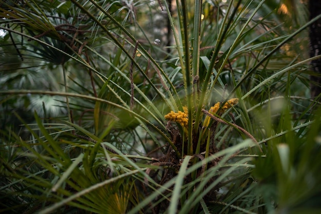 Blooming palm tree