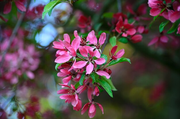 blooming paradise apple tree close-up