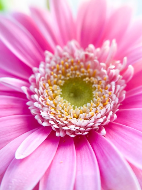 blooming pattern, gerbera flower close-up