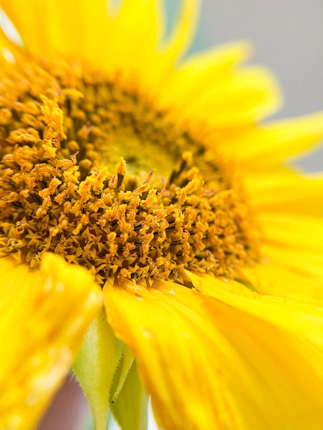 blooming pattern, sunflower flower close-up