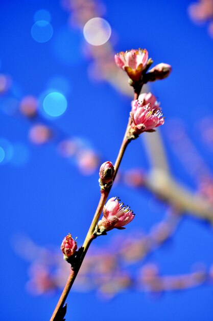 Blooming peach flowers in april image