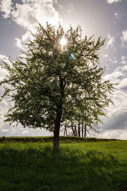 Blooming pear tree in the rays of the sun