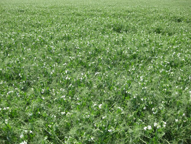 Blooming peas in the field Flowering of legumes Flowers of peas