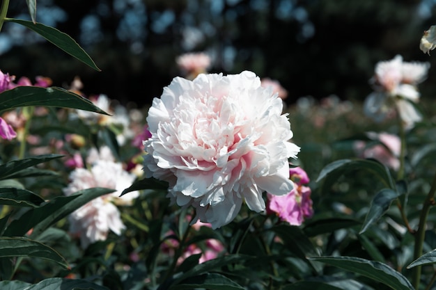 Blooming peonies in the garden