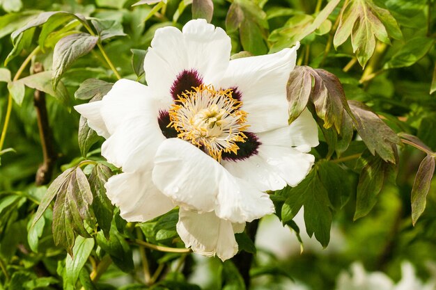 Blooming peony closeup