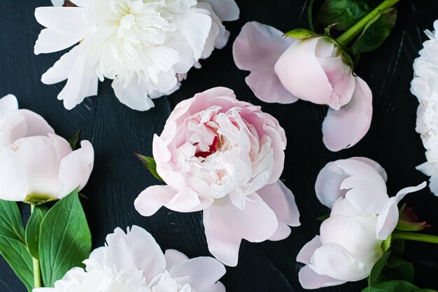 Photo blooming peony flowers as floral art background botanical flatlay and luxury branding