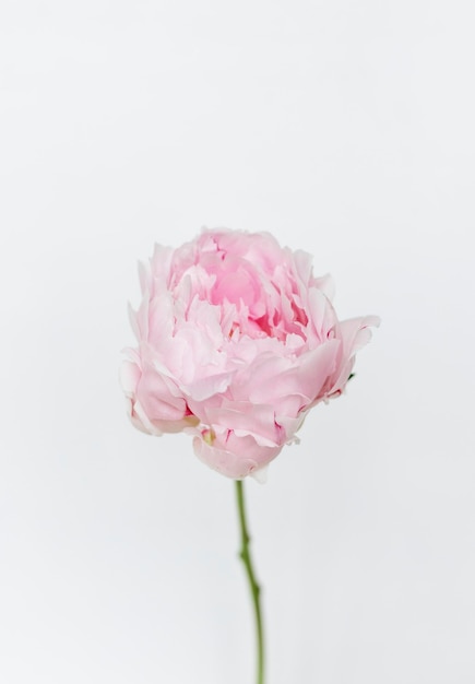 Foto peonia in fiore sarah bernhardt su un muro bianco