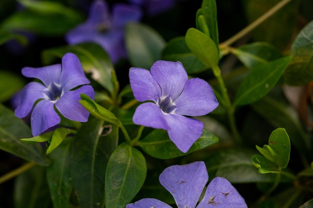 Blooming periwinkle flower with purple petals in spring day macro photography