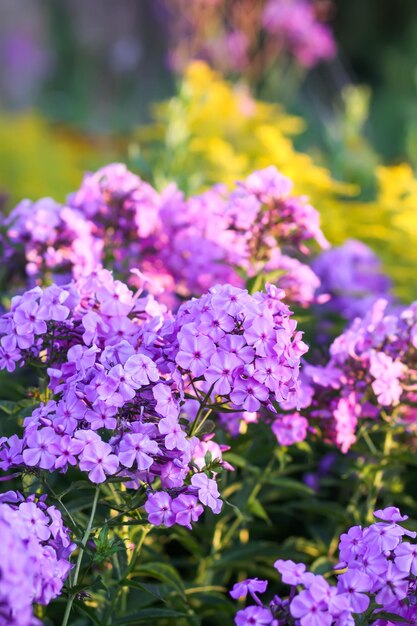 Photo blooming phlox garden flowers decorative plants