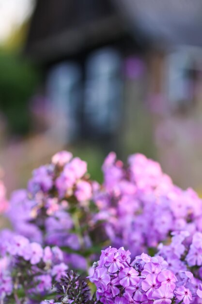 Photo blooming phlox garden flowers decorative plants