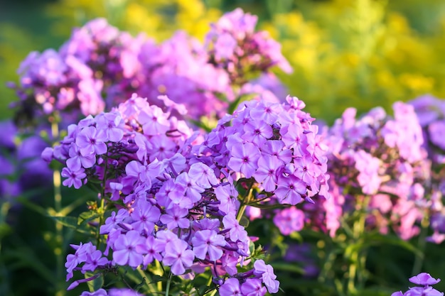 Photo blooming phlox garden flowers decorative plants