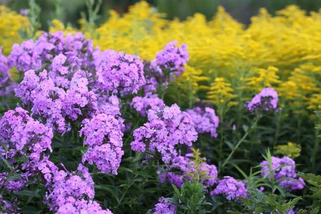 Blooming phlox garden flowers Decorative plants