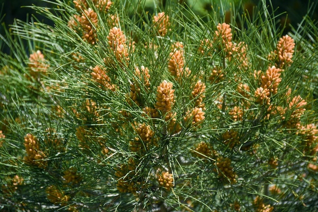 Photo blooming pine tree