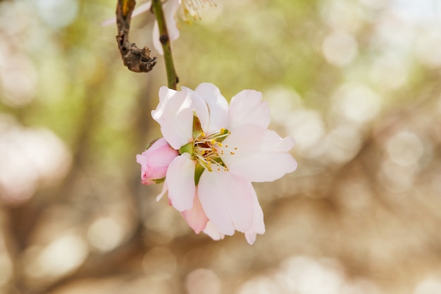 Blooming pink almond tree flowers close up. high resolution