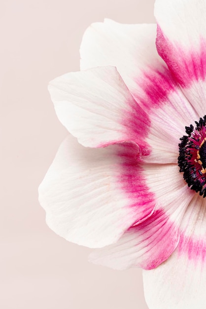 Blooming pink anemone flower