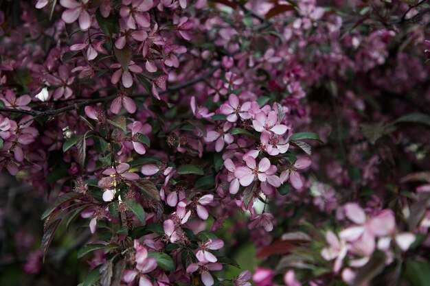 Foto albero di mele rosa in fiore nel giardino in primo piano