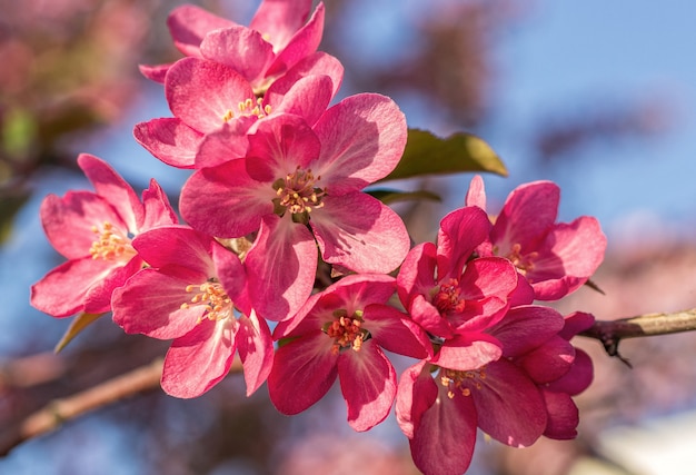 Blooming pink apple-tree