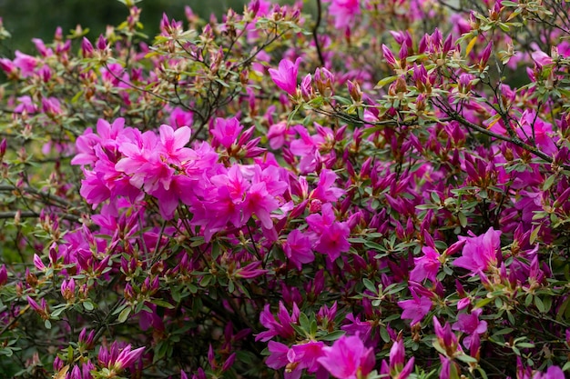 Blooming pink azalea flowers closeup in a botanical garden spring floral purple background