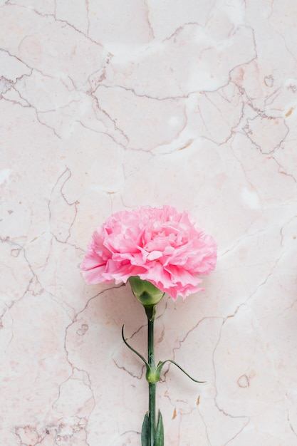 大理石の背景に咲くピンクのカーネーションの花
