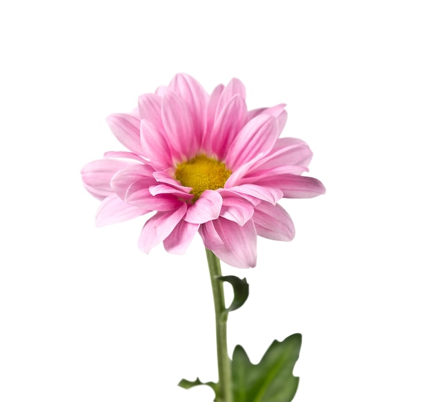 Blooming pink chrysanthemum isolated on white background