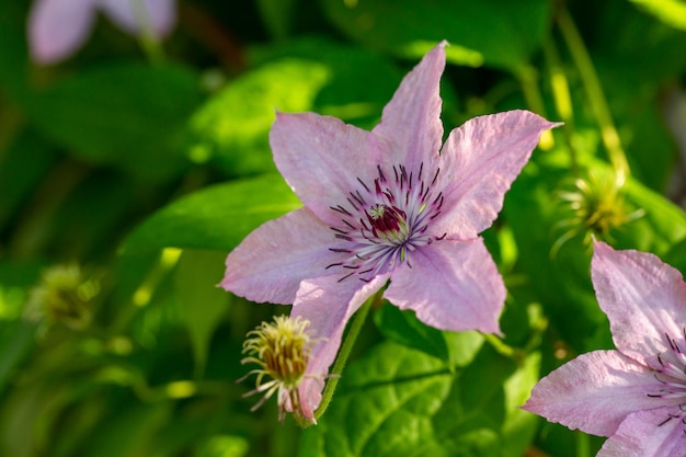 Blooming pink clematis flower on a green background in summertime macro photography