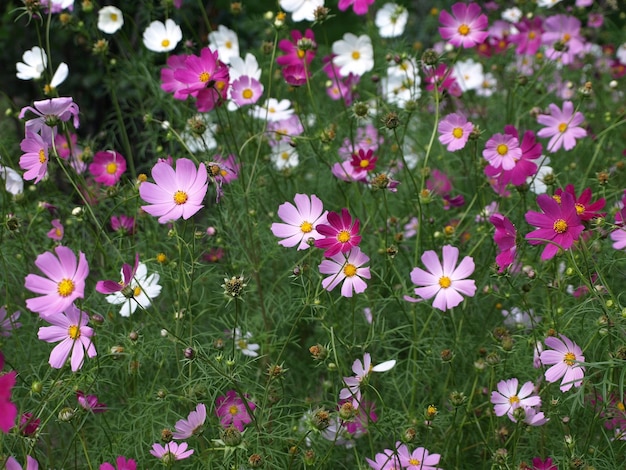 庭に咲くピンクのコスモスの花