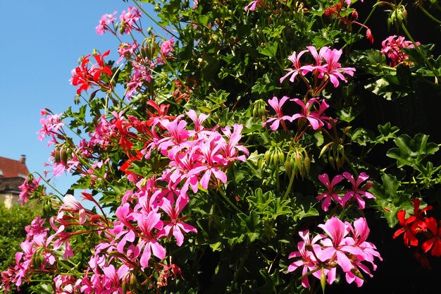 Blooming pink cranesbill ivy geranium pelargonium in the vertical design of landscaping of streets and parks Beautiful large pelargonium geranium flowers green leaves Floriculture and horticulture