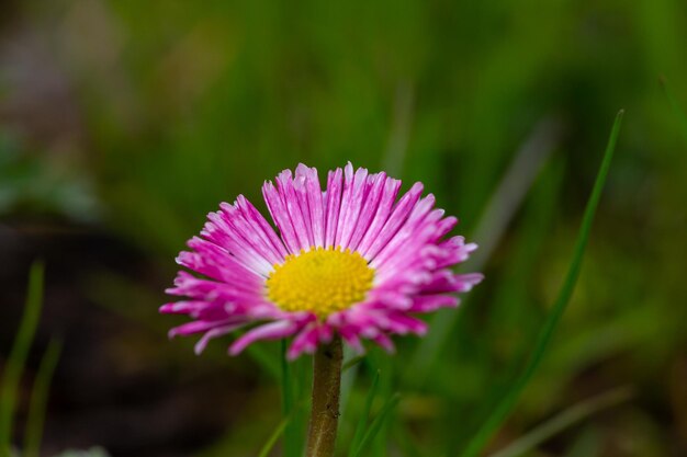 Blooming pink daisy flower on a green background in springtime macro photography